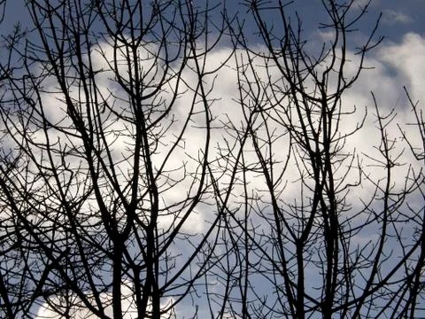 Bare trees, clouds and blue skies Stock Photos