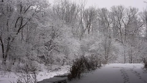 Bare Trees Coated in Fresh Snow Stock Footage 305957635