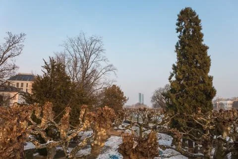 Bare trees on a cold winter day in Frankfurt 스톡 사진