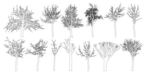 Bare trees contour, set. Beautiful leafless trees.  Vector illustration Illustrazione stock