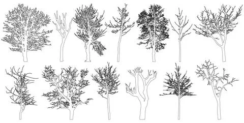 Bare trees contour, set. Beautiful leafless trees.  Vector illustration Illustrazione stock