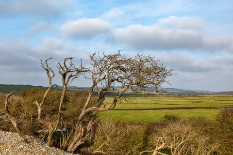 Bare Trees in the Countryside Stock Photos