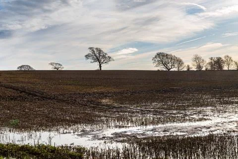 Bare Trees in the Countryside Stock Photos