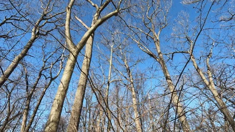 Bare trees  in the county park on a cold sunny January day Stock Footage 288526931