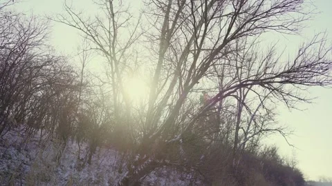 Bare trees covered with snow Stock Footage 253297148