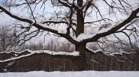 Bare trees covered with snow by winter. 写真素材