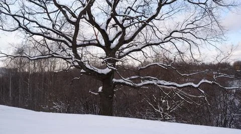 Bare trees covered with snow by winter. Stock Photos