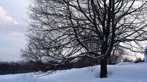 Bare trees covered with snow by winter. Stock Photos