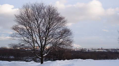 Bare trees covered with snow by winter. 写真素材