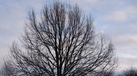 Bare trees covered with snow by winter. Stock Photos