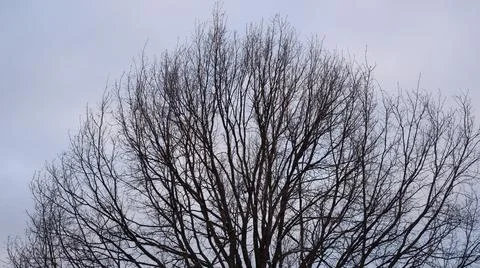Bare trees covered with snow by winter. 写真素材