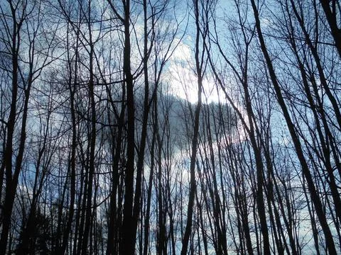 Bare trees covering dark cloud hiding sun in winter Stock Photos