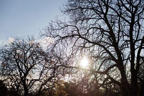 Bare trees create striking silhouettes at dusk Stock Photos