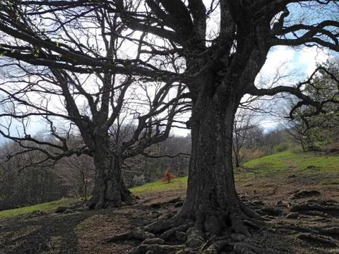 Bare trees with dark branches on a mountainside in spring Stock Photos