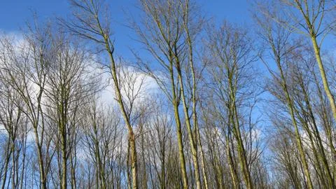 Bare Trees During Winter With a Blue Sky Stock Photos