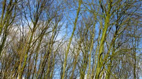 Bare Trees During Winter With Blue Sky Stock Photos