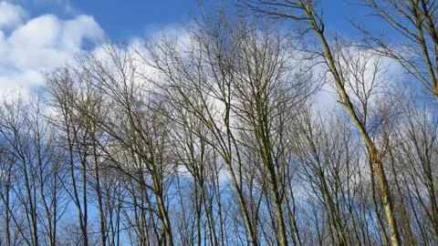 Bare Trees During Winter With a Cloudy Blue Sky Stock Photos