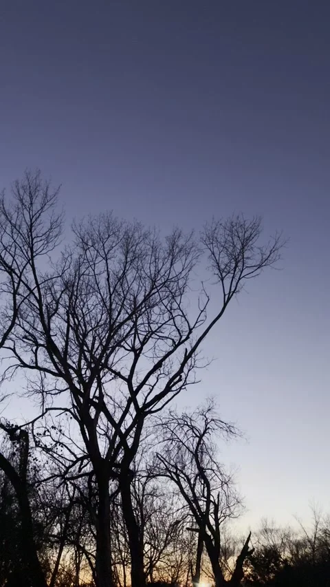 Bare Trees at Dusk with Blue Hour Sky Stock Footage 344601253
