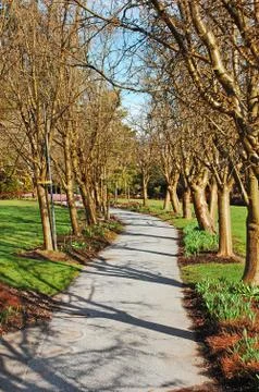 Bare trees in early spring Stock Photos
