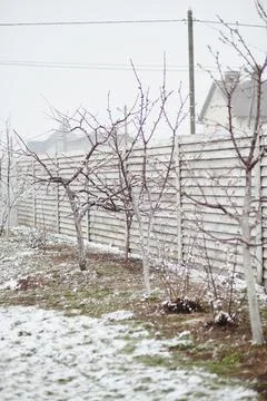 Bare trees in early spring with snow on the ground after sudden snowfall in Stock Photos