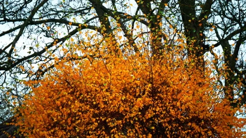 Bare trees in fall / autumn behind a tree with golden yellow and brown leaves. Stock Footage 256235415