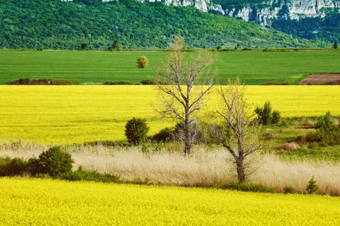 Bare Trees in the Field Stock Photos