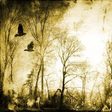 Bare trees with flying birds Stock Photos