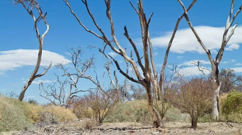 Bare Trees Stock Footage 859469