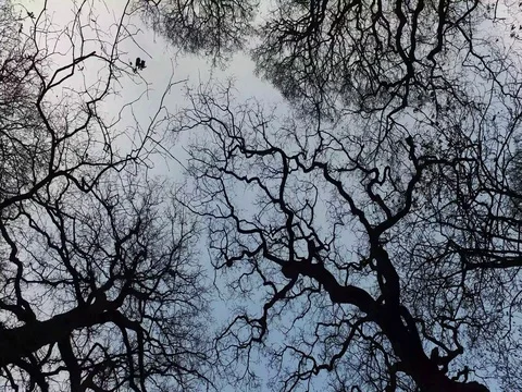 Bare Trees 库存影片 71266251