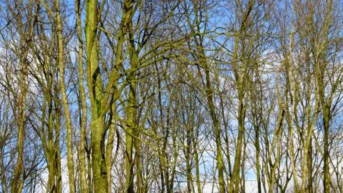 Bare Trees in a Forest During Winter Stock Photos