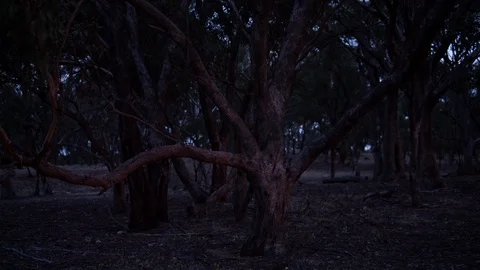 Bare trees in the forest at dusk Stock Footage 94884313