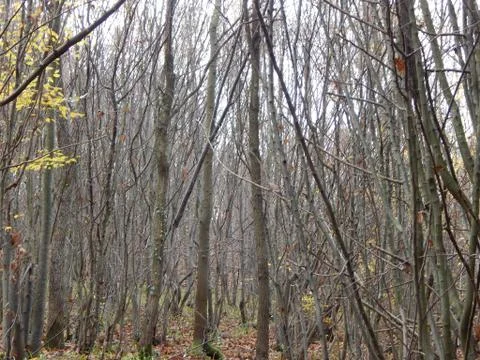 Bare trees in the forest in the fall Stock Photos