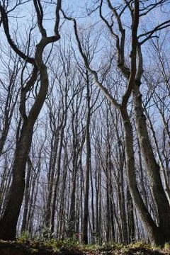 Bare trees in the forest. Stock Photos