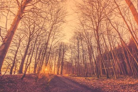 Bare trees by a forest trail Stock Photos