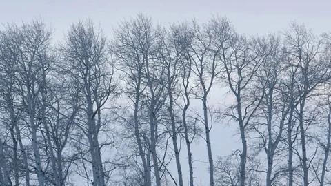 Bare trees in forest on a winter day Stock Footage 83864476