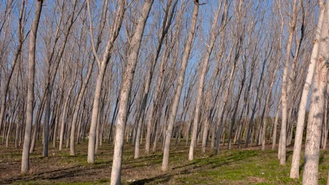 Bare trees of a forest in winter Stock Footage 103501751