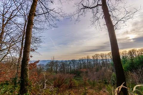 Bare trees frame a distant hazy landscape under a cloudy sky with contrails Stock Photos