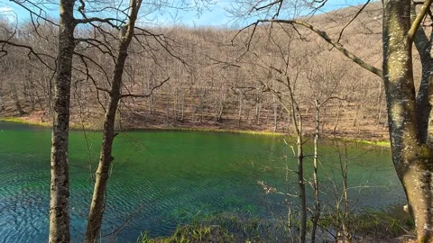 Bare trees frame a vibrant green lake. Grza River Spring, Serbia Vidéo 332373398