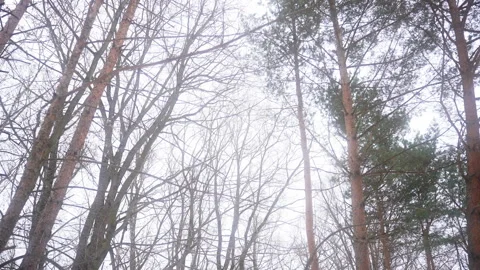 Bare trees in a freezing forest, with grass peeking through the wood landscape Vidéo 270487121