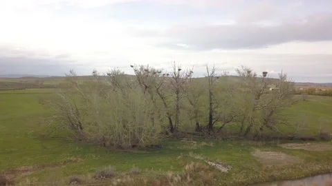 Bare trees full of bird nests Stock Footage 166424822