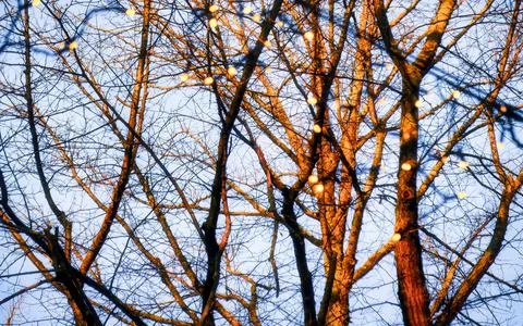 Bare Trees With Golden String Lights Against A Clear Blue Sky Stock Photos