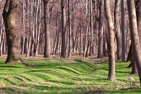 Bare trees on green clearing in forest or park in spring or autumn. Nature Stock Photos