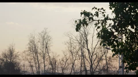 Bare trees in hazy outdoor setting, wide shot, no people Stock Footage 329763336