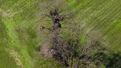 Bare Trees With Herons In Muimenta, Cospeito, Spain - Drone Shot Stock Footage 332054510