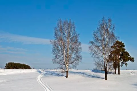 Bare trees on a hill in winter Stock Photos