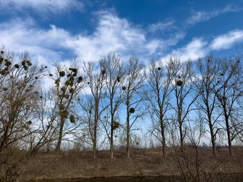 Bare trees infested with parasitic plant mistletoe against blue sky in wint.. Stock Photos