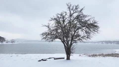 Bare trees on lake shore on cloudy winter day Stock Footage 84858089