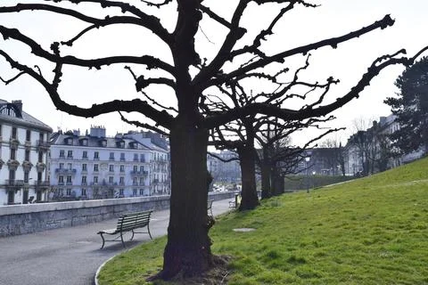 Bare trees lining promenade in geneva switzerland Stock Photos