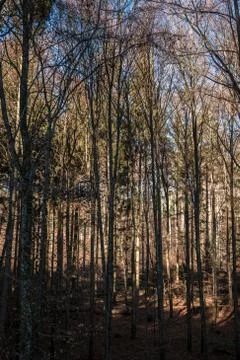 Bare trees in the middle of a colorless forest Stock Photos