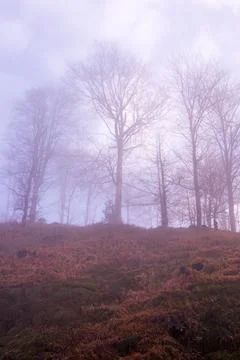 Bare trees in mist Stock Photos